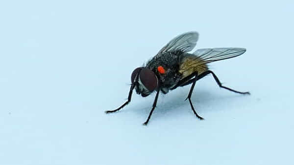 Fly control: వర్షాకాలంలో ఈగలు ఇబ్బంది పెడుతున్నాయా.? ఇలా చేయండి..