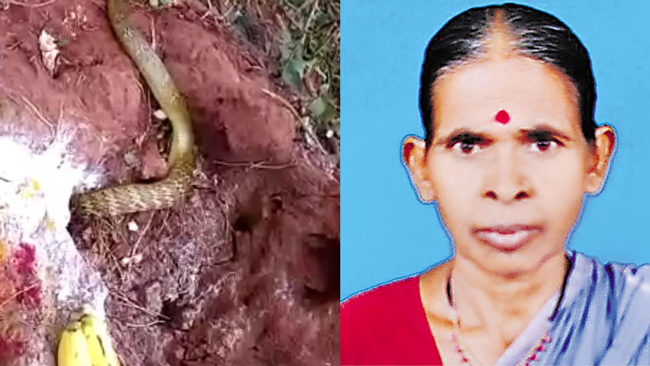 Telangana: ఇంట్లోనే పుట్ట.. దైవంగా భావించిన పామే ఆమె ప్రాణం తీసింది