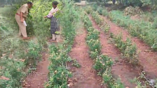 ముద్రగడపై ఫ్లెక్సీలు.. గోదావరి జిల్లాల్లో తెరపైకి సరికొత్త రాజకీయం..