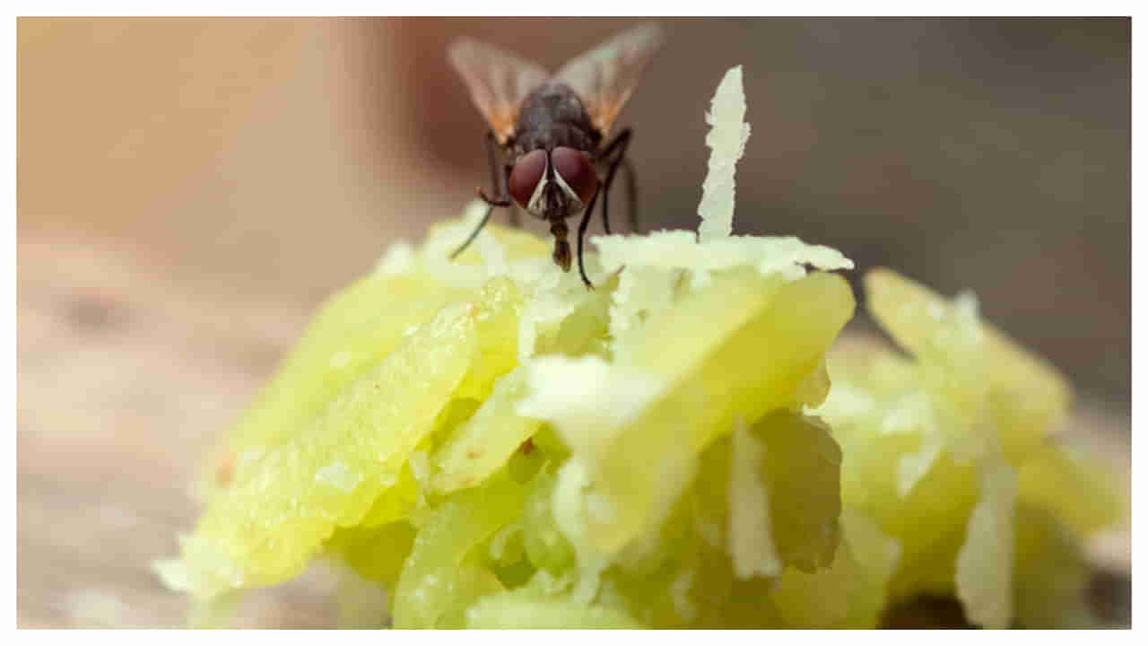 Get Rid of Flies: ఇంట్లోకి ఈగలు రాకుండా ఉండాలంటే ఇలా చేయండి..