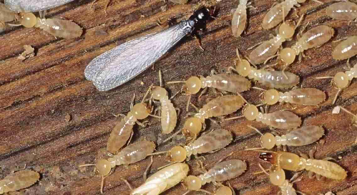 Get Rid of Termites: ఇట్స్ రెయినీ టైమ్.. చెదలు పట్టకుండా ఉండాలంటే ఇలా చేయండి..