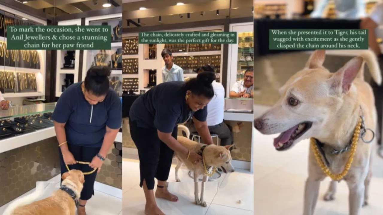 Gold Chain for Dog: శునకభోగమంటే ఇదికదా! పెంపుడు కుక్క బర్త్డేకు రూ.2.5 లక్షల బంగారు గొలుసు గిఫ్ట్..