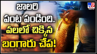 Belly Fat: బెల్లీ ఫ్యాట్‌ని తగ్గించే అద్భుతమైన డ్రింక్‌.. రోజూ పరగడుపున తాగితే.!