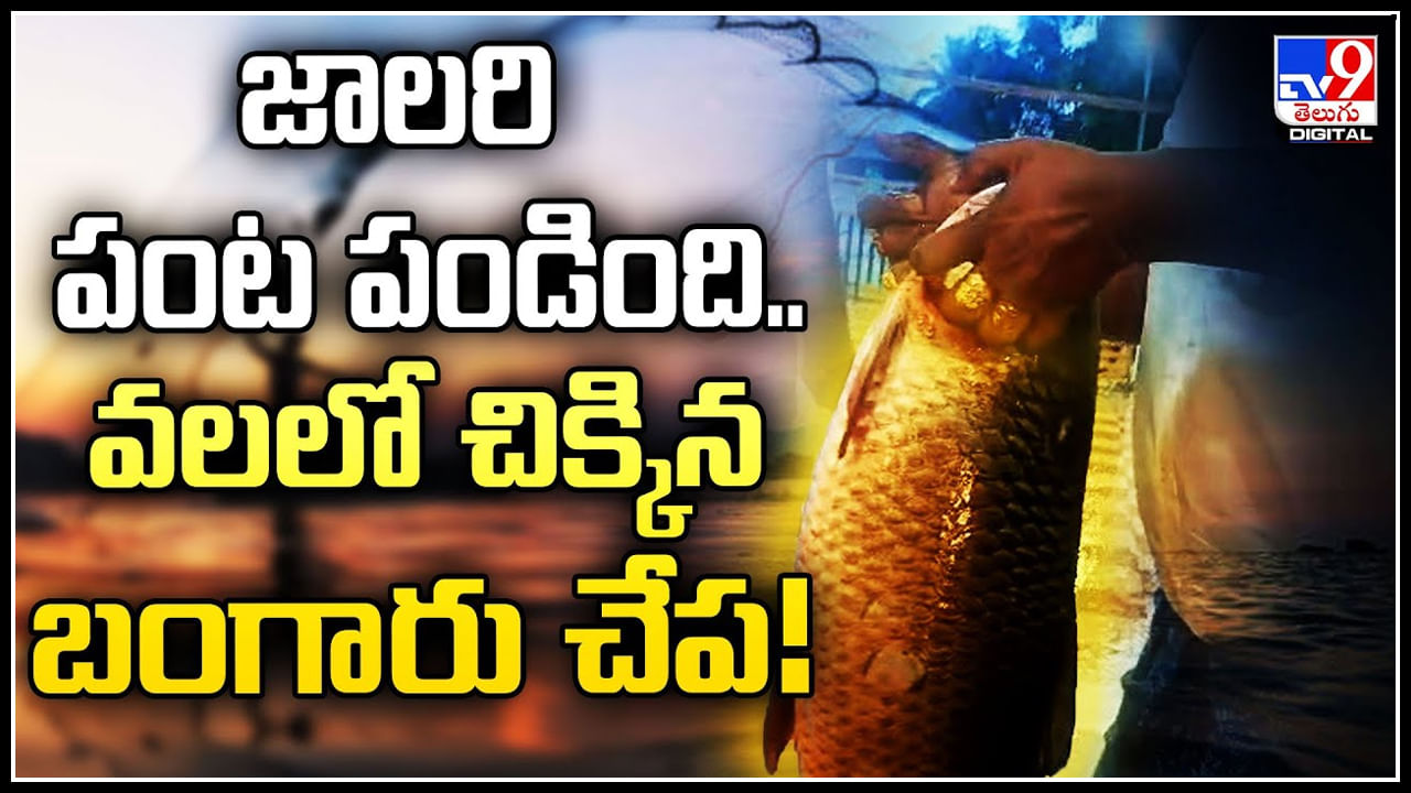 Golden Fish: జాలరి పంట పండింది.. వలలో చిక్కిన బంగారు చేప.!