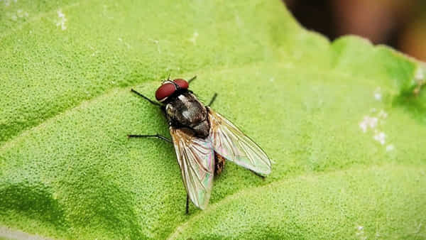 Flies In Home : ఇంట్లో ఈగల గోల ఎక్కువైందా..? ఈ టిప్స్ ఫాలో అయితే.. మళ్లీ చూద్దామన్నా కనిపించవు..