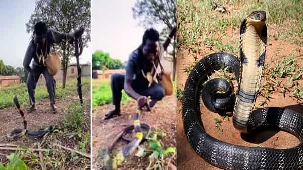Viral Video: వామ్మో కేటుగాడు..హిప్నోటైజ్ చేసి కోబ్రాను ఎలా లొంగదీసుకున్నాడో చూడండి! వీడియో