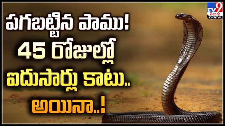 Viral Video: పగబట్టిన పాము! 45 రోజుల్లో ఐదుసార్లు కాటు.. అయినా..! Viral Video: పగబట్టిన పాము! 45 రోజుల్లో ఐదుసార్లు కాటు.. అయినా..!