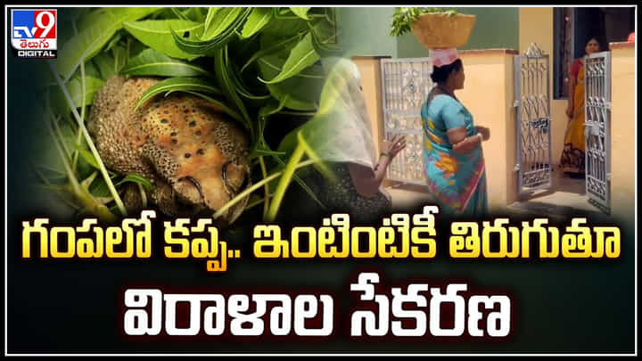 Kurnool: గంపలో వేపాకు .. దానిపైన కప్ప.! వర్షాలకోసం కప్పలకు పెళ్లి.. Kurnool: గంపలో వేపాకు .. దానిపైన కప్ప.! వర్షాలకోసం కప్పలకు పెళ్లి..