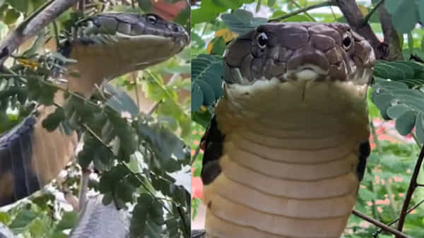 Viral Video: చెట్టు పైనుంచి బుసలు.. ఏంటా అని చెక్ చేయగా..