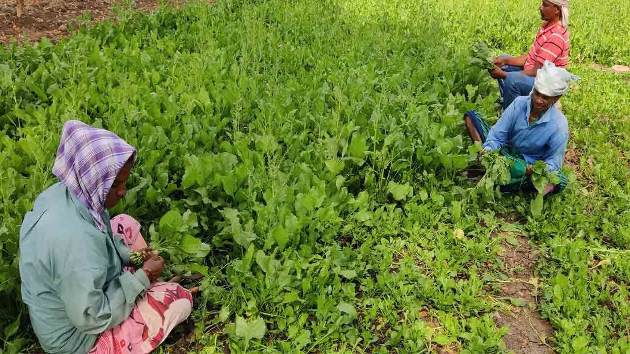 ఒక వేళ మీరు ఆకు కూరలు తినాలి అనుకుంటే.. గోరు వెచ్చటి నీటిలో ఉప్పు వేసి అందులో ఆకు కూరలను బాగా కడిగి తీసుకోవడం మంచిది. ఇలా తీసుకోవడం వల్ల ఆకు కూరల్లో ఉండే బ్యాక్టీరియా నశిస్తుంది.
