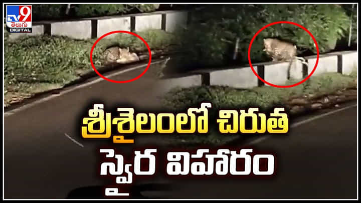 Srisailam: శ్రీశైలంలో చిరుతలు స్వైర విహారం.. టోల్గేట్ వద్ద కుక్కపై దాడి.! Srisailam: శ్రీశైలంలో చిరుతలు స్వైర విహారం.. టోల్గేట్ వద్ద కుక్కపై దాడి.!