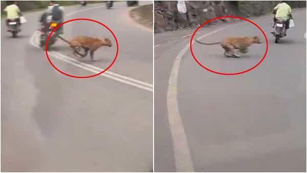 Viral Video: తృటిలో కనుమరుగైన మృత్యువు.. లాంగ్ డ్రైవ్కు వెళ్లేవారికి ఇది వార్నింగే! వీడియో