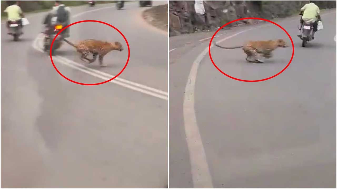 Viral Video: తృటిలో కనుమరుగైన మృత్యువు.. లాంగ్ డ్రైవ్కు వెళ్లేవారికి ఇది వార్నింగే! వీడియో