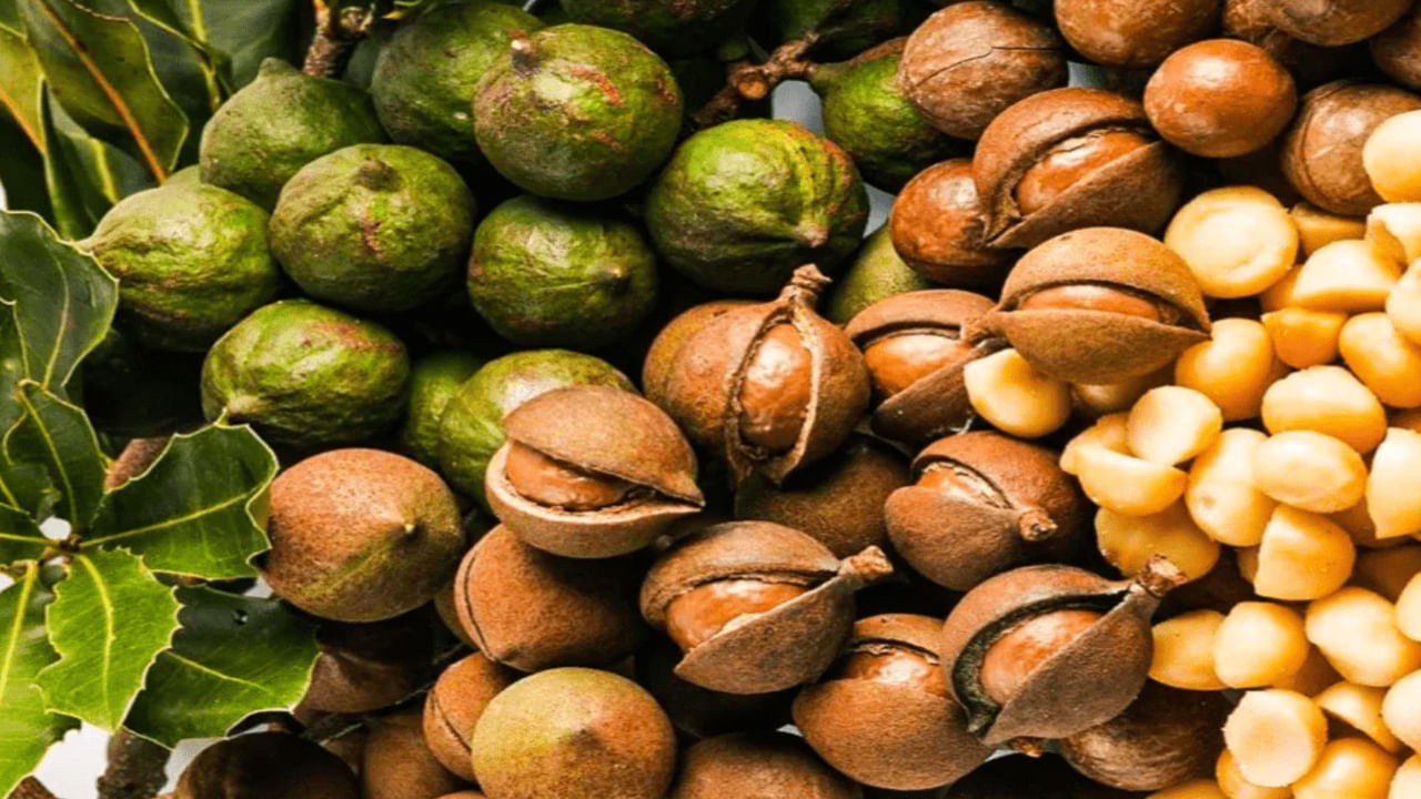 Macadamia Nuts : రోజు ఒక్క‌టి తింటే చాలు.. షుగ‌ర్ మీ కంట్రోల్‌లోకి, పైగా నాజుగ్గా మారిపోతారు..