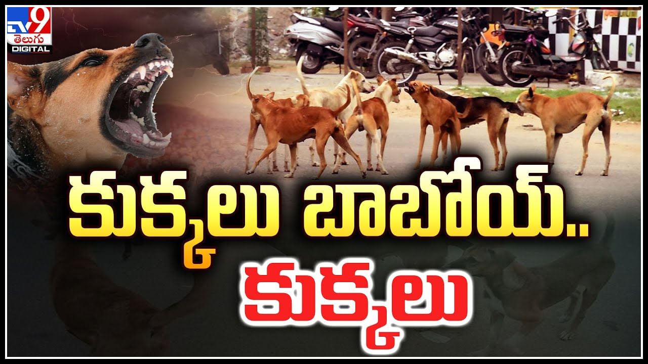 Dogs Fear: కుక్కలు బాబోయ్‌.. కుక్కలు.! తెలుగు రాష్ట్రాల్లో పిచ్చికుక్కల స్వైరవిహారం.