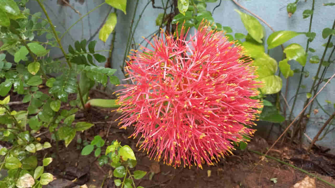 May Flower: జూలైలో వికసించిన మే పుష్పం.. ఆలస్యంగా కనువిందు చేసిన పువ్వు