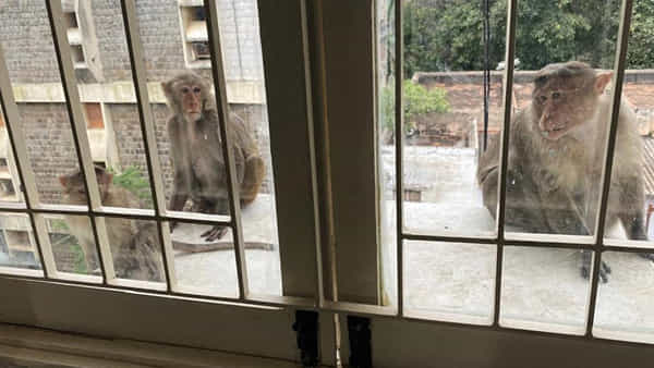 Monkey Menace: రెండేళ్లుగా గేటెడ్ కమ్యూనిటీలోనే కోతులు పాగా.. స్థానికులకు ప్రత్యక్ష నరకం..