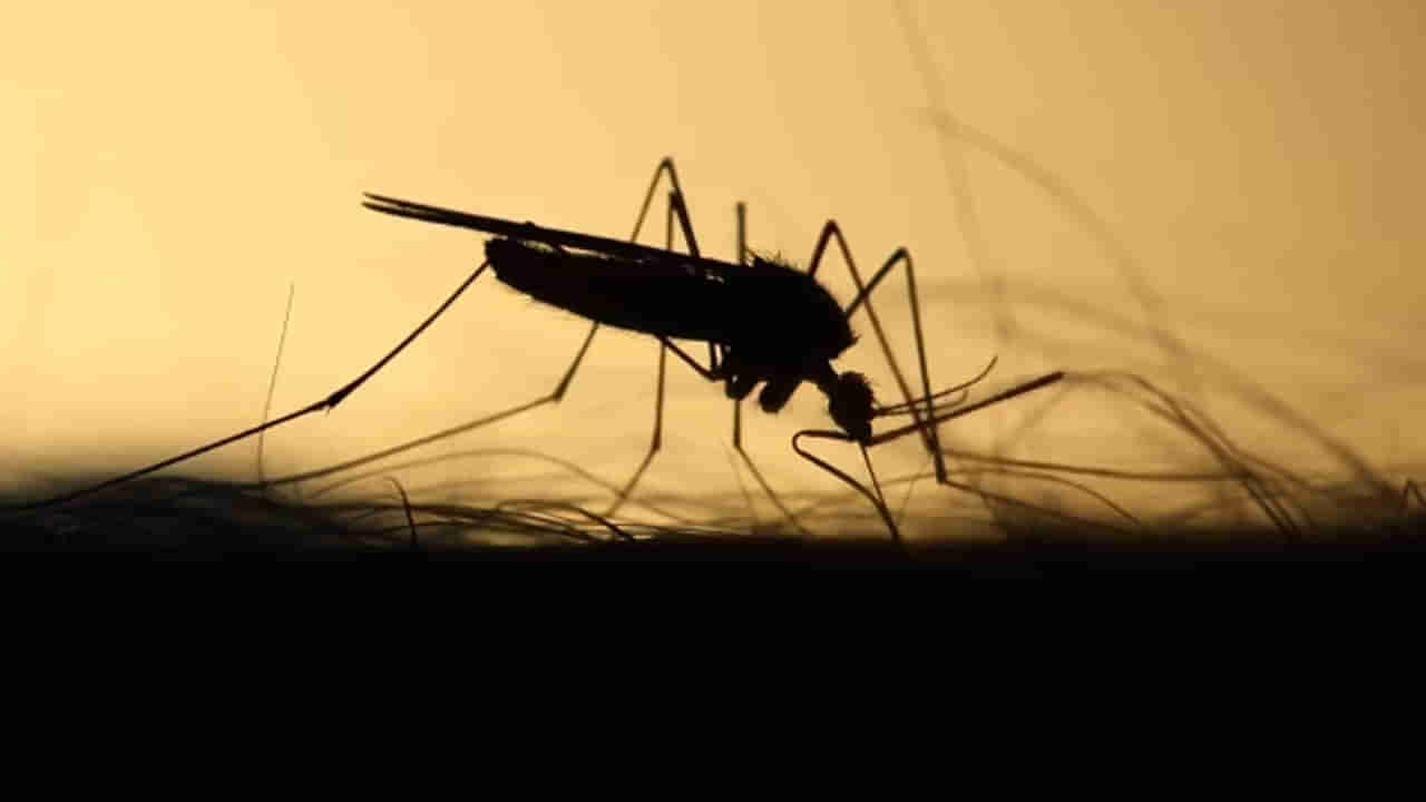 Mosquito: బ్లాక్‌ కలర్‌ దుస్తులను ధరించిన వారిని దోమలు ఎక్కువగా కుడుతాయి.. ఎందుకో తెలుసా.?