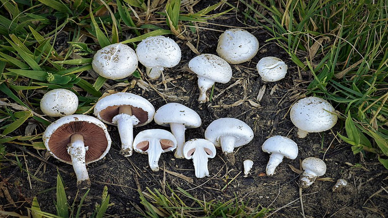 Mushroom In Rainy Season : వర్షాకాలంలో పుట్టగొడుగులు తింటున్నారా..? అయితే, ఈ విషయాలు తెలుసుకోండి..