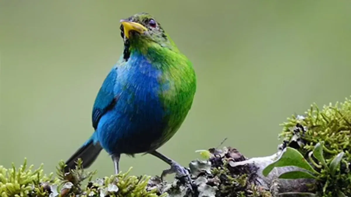 Rare Bird: ఇదెక్కడి చిత్రం... సగం ఆడ, సగం మగ.. రెండు లక్షణాలున్న అరుదైన పక్షి..! వందేళ్ల తరువాత ఇలా..