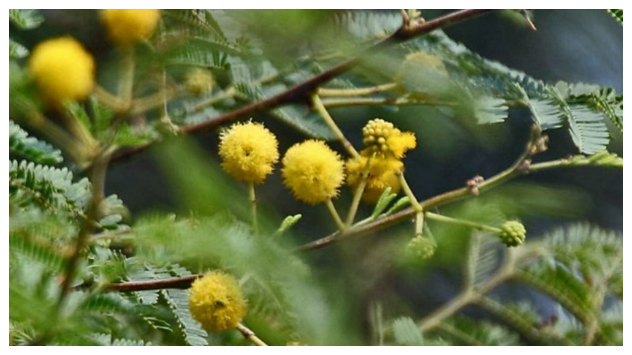 Nalla Thumma Chettu: నల్ల తుమ్మ చెట్టుతో ఇన్ని లాభాలా.. ఆ సమస్యలన్నింటికీ చెక్ పెట్టొచ్చు..