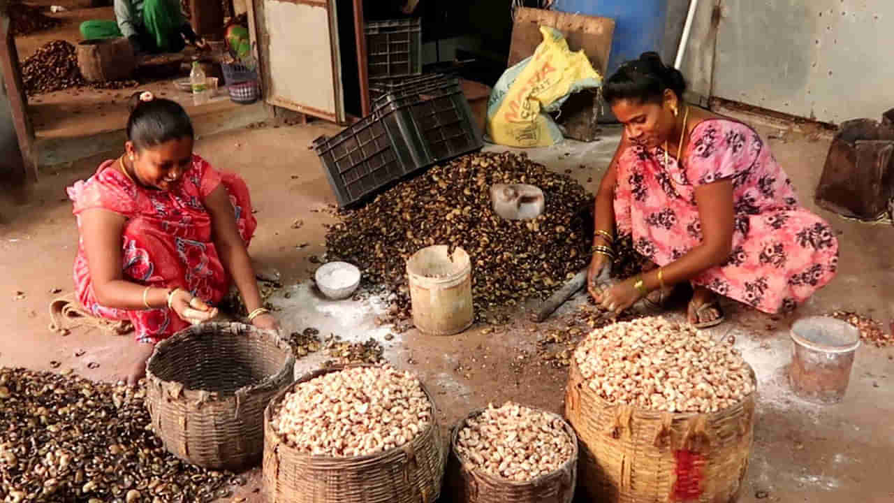 Palasa Cashew Cultivation: తీవ్ర నష్టాల్లో సిక్కోలు జీడి పరిశ్రమ...రోడ్డున పడుతున్న పలాస కూలీలు, కార్మికులు