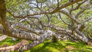 Medical Tourism: తక్కువ ఖర్చుతోనే అత్యాధునిక వైద్యం.. మెడికల్ టూరిజానికి హబ్‌గా హైదరాబాద్