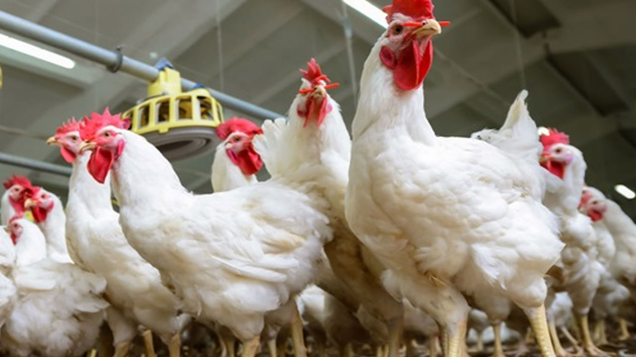 Poultry Farming Tips: వర్షాకాలంలో కోళ్లు, బాతులను వెంటాడుతున్న వ్యాధులు..! ఈ జాగ్రత్తలు తప్పనిసరి..