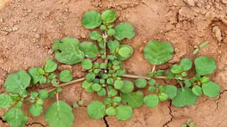 Pista: రోజూ కాస్త పిస్తా పప్పు తింటే ఇన్ని ప్రయోజనాలా..?