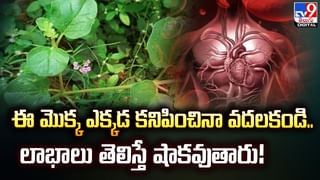 Cardamom: యాలకులతో ఈజీగా వెయిట్ లాస్.. డోంట్ మిస్..