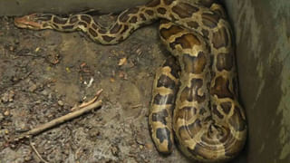 Viral Video: కిల్లింగ్ లుక్స్‌తో పిచ్చెక్కిస్తోన్న ప్రియా వారియర్.. క్షణాల్లోనే వీడియో వైరల్..