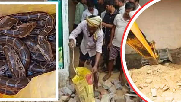 Uttar Pradesh: అది ఇల్లా.. అడవా..! మూసి ఉన్న ఇంట్లో నుంచి బయటకు వచ్చిన 26 కొండ చిలువ పిల్లలు.. గ్రామస్తులు షాక్..