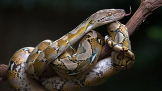 ఇంట్లోకి వచ్చి సీరియల్స్ చూస్తూ టైం మరచిపోయిన పాము.. ఆడపామే అంటూ కామెంట్స్