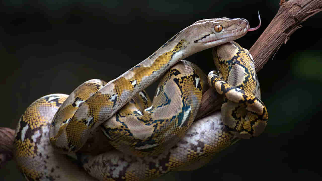 Reticulated Python: పైథాన్‌లు ఓ మనిషిని ఎంతసేపట్లో మింగేస్తాయో తెల్సా.?