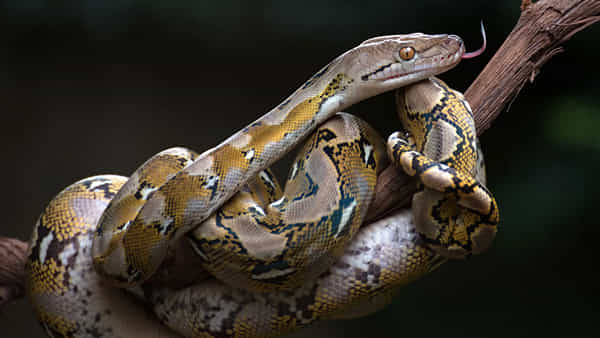 Reticulated Python: పైథాన్లు ఓ మనిషిని ఎంతసేపట్లో మింగేస్తాయో తెల్సా.?