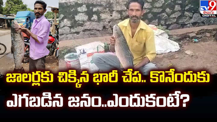 జాలర్లకు చిక్కిన భారీ చేప.. కొనేందుకు ఎగబడిన జనం.. ఎందుకంటే ?? జాలర్లకు చిక్కిన భారీ చేప.. కొనేందుకు ఎగబడిన జనం.. ఎందుకంటే ??