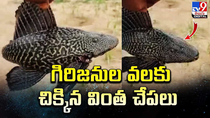 గిరజనుల వలలో వింత చేపలు.. ఆశ్చర్యపోయిన మత్స్యకారులు గిరజనుల వలలో వింత చేపలు.. ఆశ్చర్యపోయిన మత్స్యకారులు