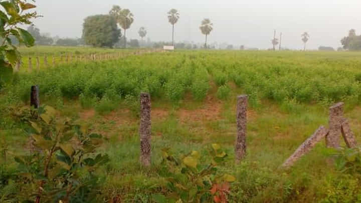 తెల్లారి పొలంలో పనులు చేస్తుండగా వినిపించిన ఏదో శబ్దం.. ఏంటని వెళ్లి చూడగా తెల్లారి పొలంలో పనులు చేస్తుండగా వినిపించిన ఏదో శబ్దం.. ఏంటని వెళ్లి చూడగా