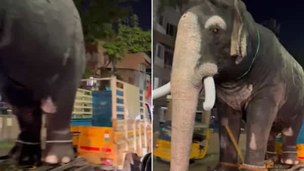 Viral Video: ఓ బుల్లి ఆటో ట్రాలీలో భారీ గజరాజు..! ఐఏఎస్ అధికారినే కంగారుపెట్టిన వీడియో వైరల్.. ఇంతకీ ఏం జరిగిందంటే..
