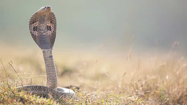 Snakes: పాములు ఎందుకని మనిషి శరీరంలో ఆ పార్ట్లపైనే కాటేస్తాయ్.. ఎందుకో తెల్సా