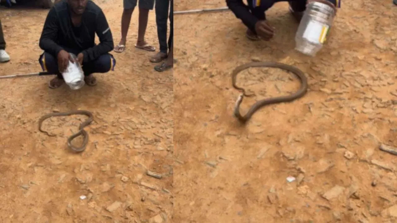 Snake Viral Video: పాములకు గుండెపోటు వస్తుందా..? అందరూ చూస్తుండగా క్షణాల్లో చనిపోయిన పాము..