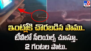 Viral Video: ఈ సీజన్ లో బూట్లు, దుస్తులు ధరించే ముందు జాగ్రత్త.. బాలిక షూలో నాగుపాము.. వీడియో వైరల్