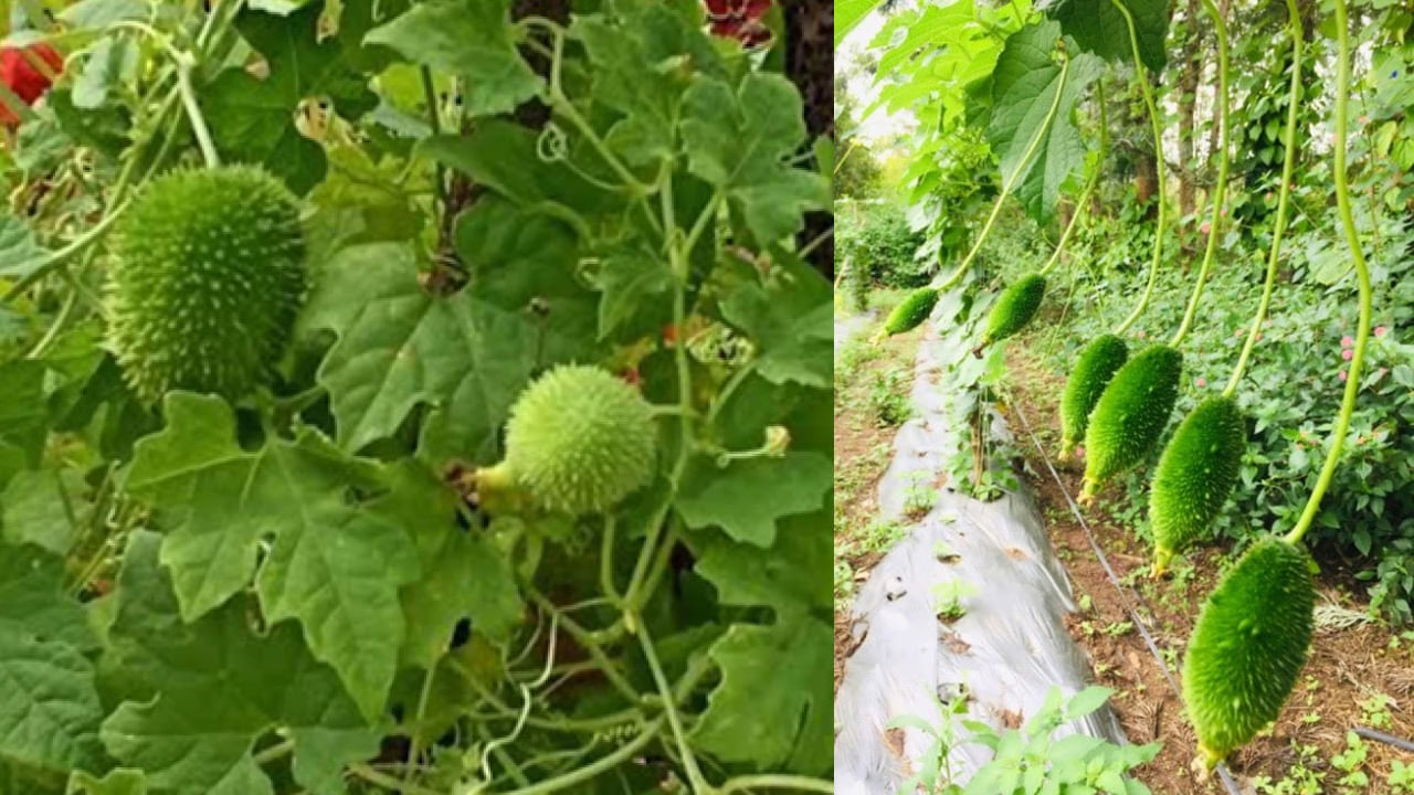 వర్షాకాలంలో సీజనల్ వ్యాధులు విజ్రుభించే అవకాశం ఎక్కువ. వేల సంఖ్యలో వ్యాధులు వస్తాయి. ప్రతి ఒక్కరూ ఈ సీజనల్ వ్యాధుల వలన ఎక్కువగానో.. తక్కువగానో అనారోగ్యానికి గురవుతారు.
