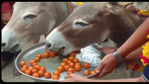 వానొచ్చింది.. ఊరు మురిసింది..! గాడిదల నోరు తీపి చేస్తూ సంబరాలు.. ఎక్కడంటే