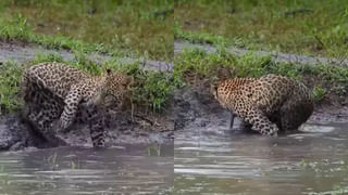 Watch: వింతల్లో ఇదో వింత..! తలపై ఈఫిల్ టవర్ కట్టిన హెయిర్‌స్టైలిస్ట్‌.. నైపుణ్యానికి ఫిదా అవ్వాల్సిందే..!