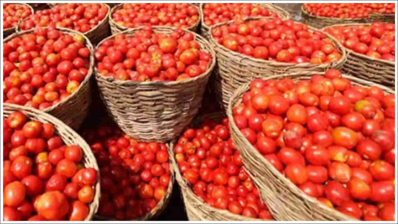 Tomato Price: ప్రజలకు గుడ్‌న్యూస్‌.. తగ్గనున్న టామోటా ధరలు