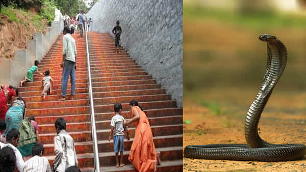 Tirumala: తిరుమల నడకమార్గంలో భక్తుడిని కాటేసిన పాము.. భయంతో హడలెత్తిపోయిన భక్తులు