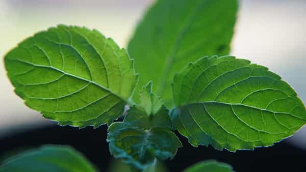 Tulsi Leaves: షుగర్ సహా ఆ వ్యాధులకు దివ్యౌషధం తులసి.. రోజుకు ఎన్ని ఆకులు తినాలో తెలుసా?