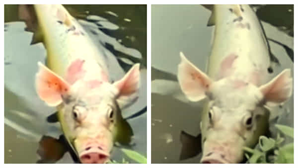Viral News: ముఖం పంది.. శరీరం చేప.. నెట్టింట జోరుగా వైరల్..