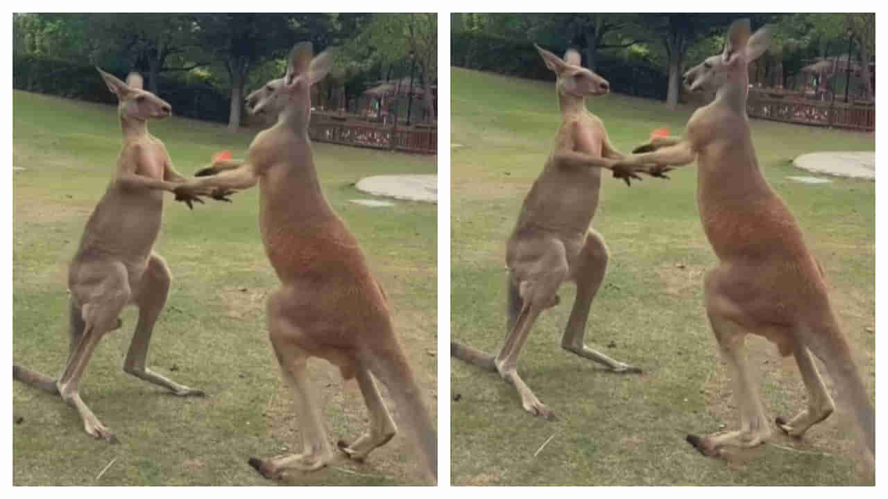 Kangaroos Fighting Video: కంగారుల కొట్లాట.. అచ్చం మనలానే.. వీడియో వైరల్!